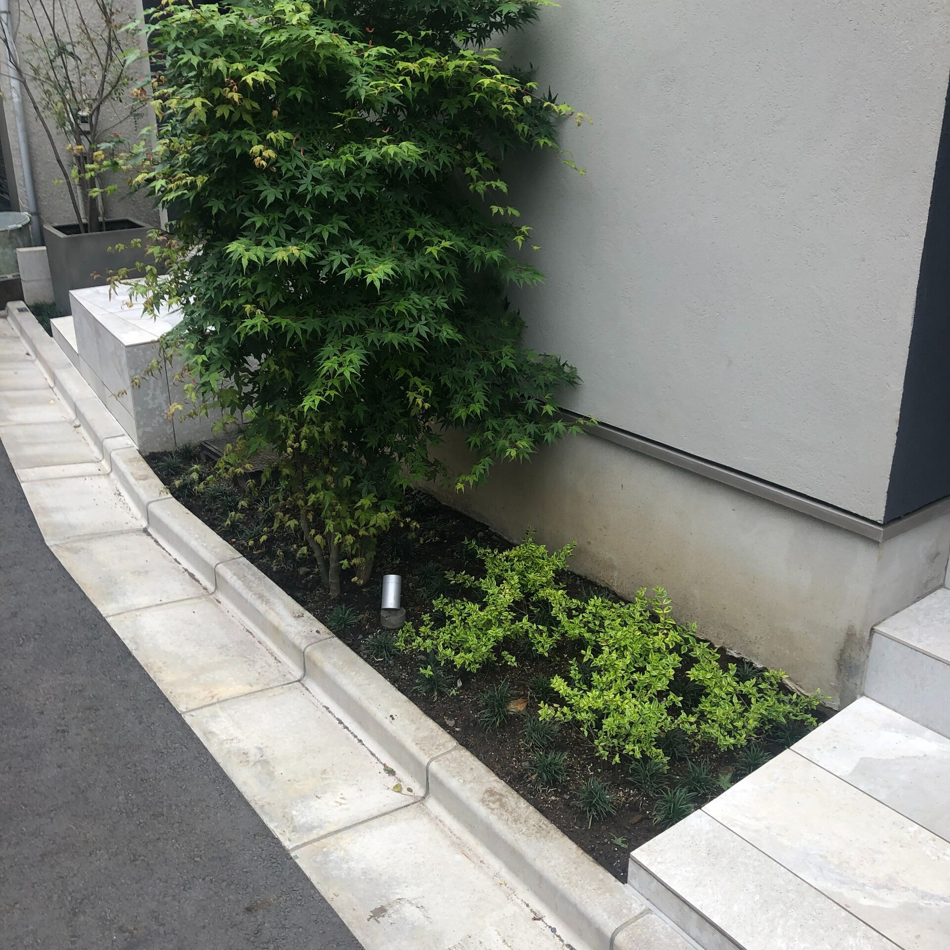 シンボルツリーの植栽は、環境への適応、維持管理のしやすさ、目