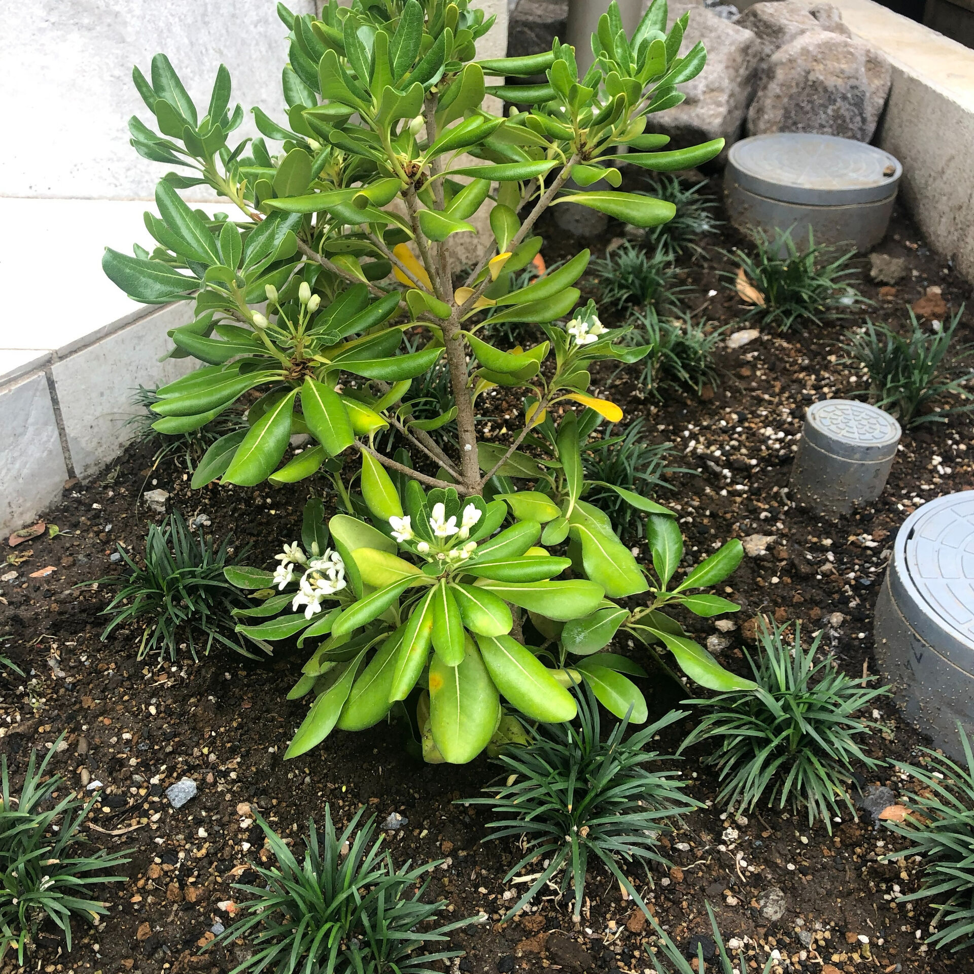 植栽で大切なのは、樹木や草花の見た目だけでなく、植える環境や
