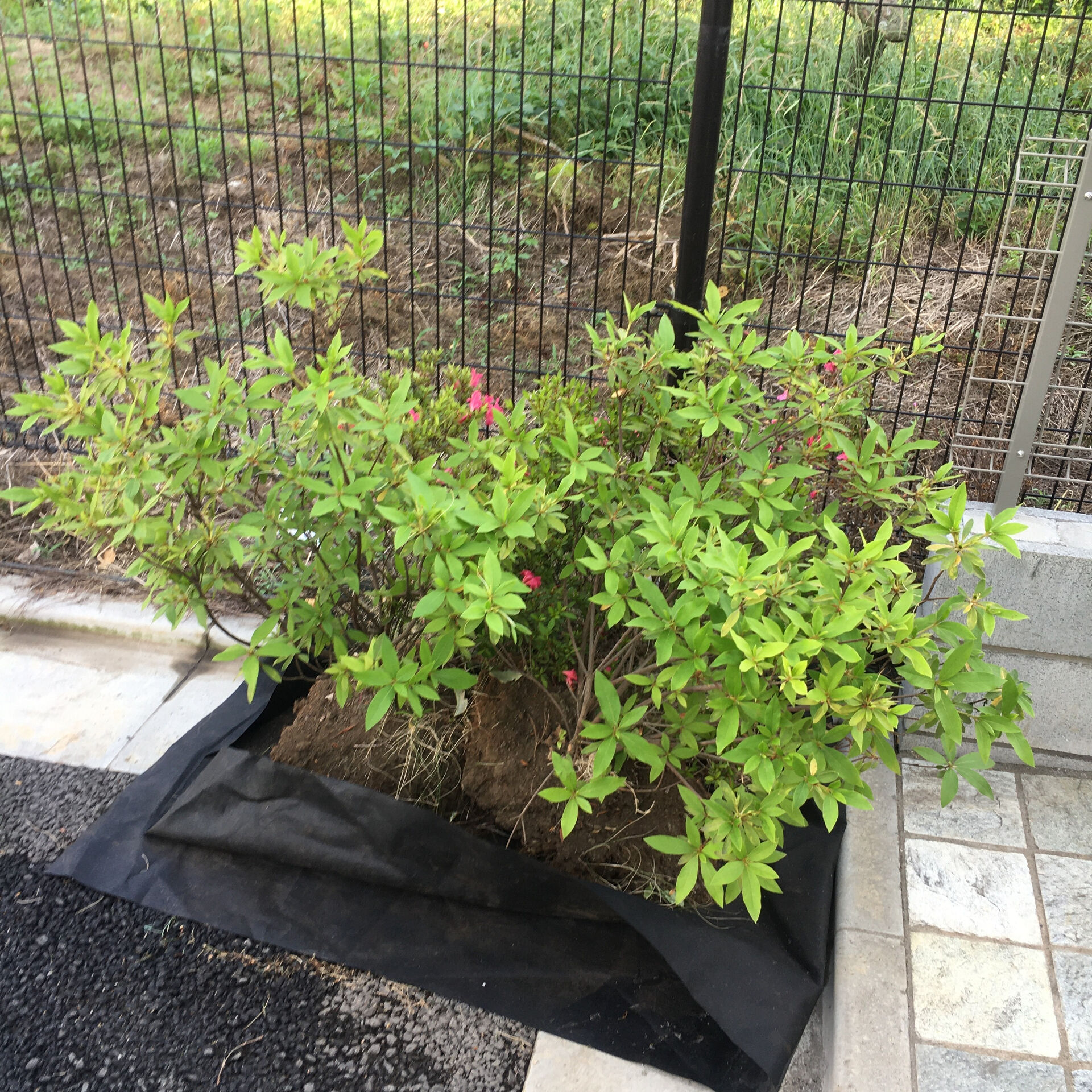 植栽を移設する際は、樹木へのダメージを最小限に抑え、移設後も